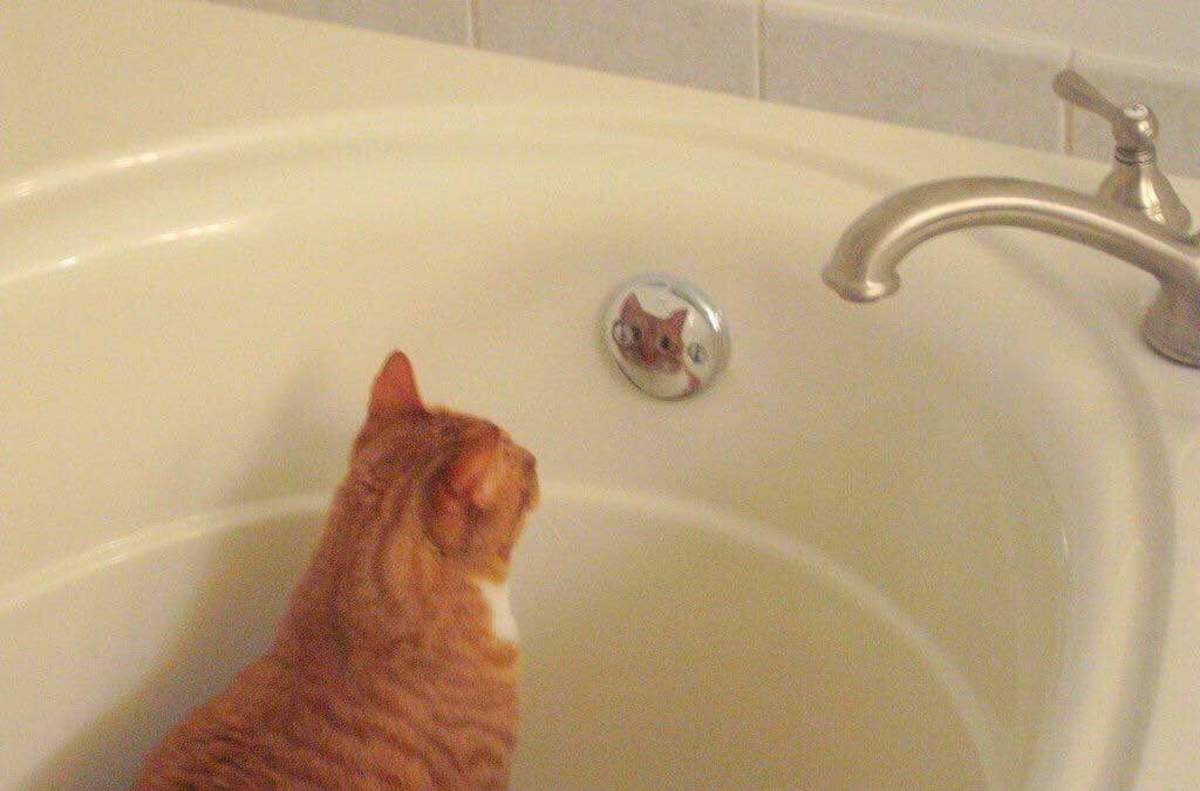 Кот в ванне Мем